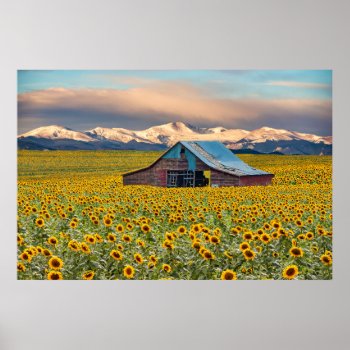 Farms | Sunflower Field Poster by intothewild at Zazzle
