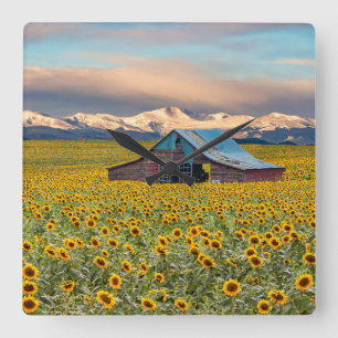 Farms Sunflower Field Square Wall Clock