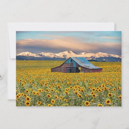 Farms  Sunflower Field Thank You Card