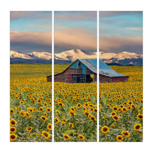 Farms Sunflower Field Triptych
