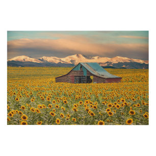 Farms Sunflower Field Wood Wall Art