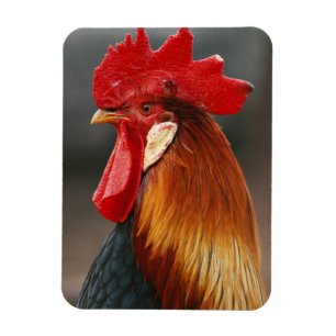 Farmyard Domestic Rooster Magnet