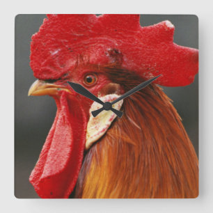Farmyard Domestic Rooster Square Wall Clock