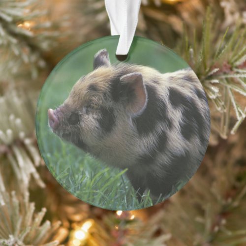 Farmyard Piglet Ornament