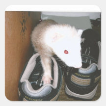 Farret and the shose