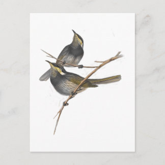 Fasciated Honey-eater Postcard