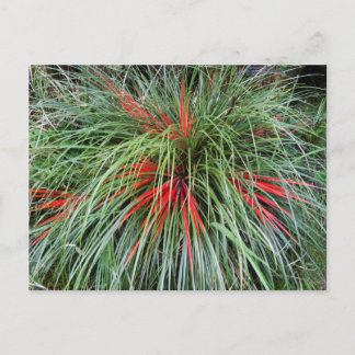 Fascicularia bicolor (Bromeliaceae), Southern Chil Postcard