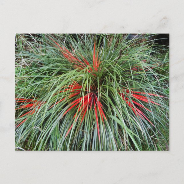 Fascicularia bicolor (Bromeliaceae), Southern Chil Postcard (Front)