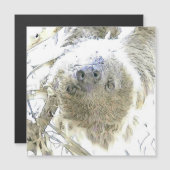 fascinating altered animals - Sloth (Front/Back)