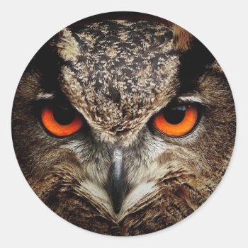 Fascinating Owl Classic Round Sticker by MehrFarbeImLeben at Zazzle