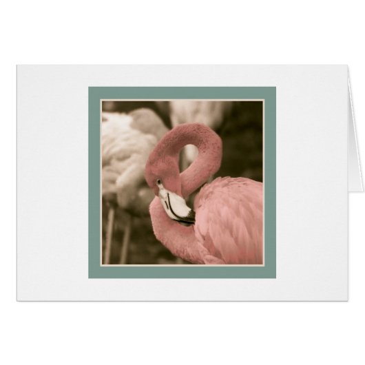 Fashionable Flamingo (Front Horizontal)