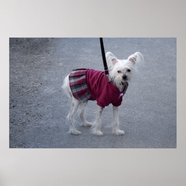 Fashionable Powderpuff Poster (Front)