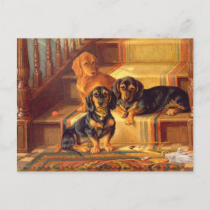 Fashionable Refinities Postcard