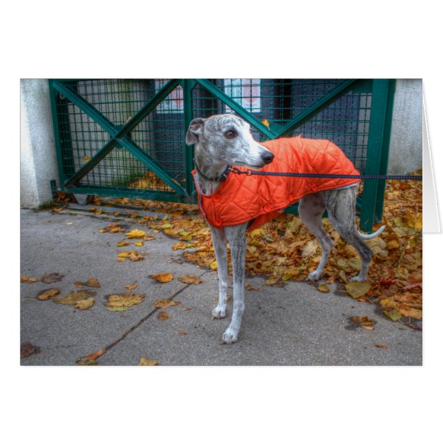 Fashionable Whippet Cards (Front Horizontal)