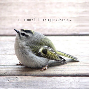 fat bird gifts on zazzle