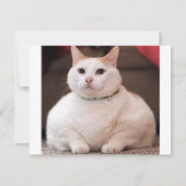Fat Cat (Front)