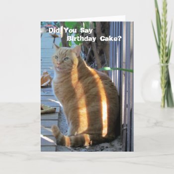 Fat Cat Birthday Card - Let's Party! by CatsEyeViewGifts at Zazzle