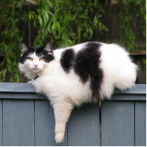 Fat Cat On Fence Cutout