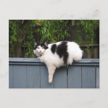 Fat Cat On Fence Postcard by northwest_photograph at Zazzle