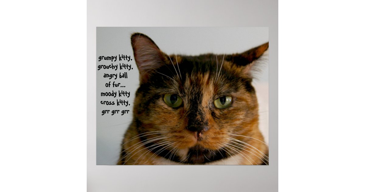 grumpy kitty song