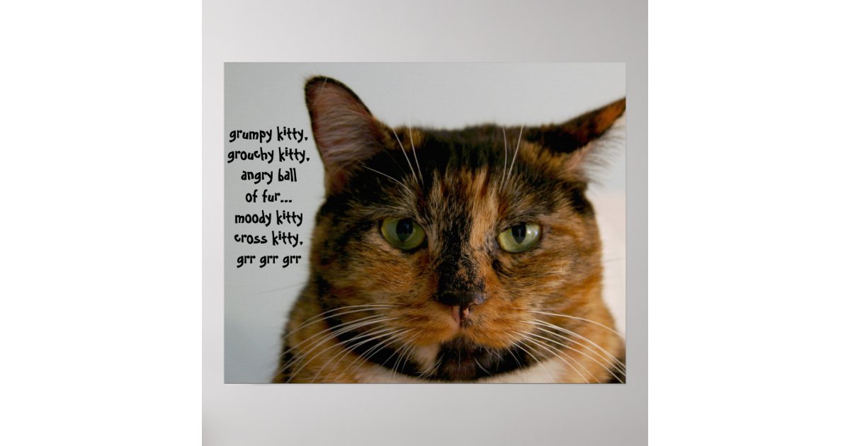 Fat Cat With Attitude Grumpy Kitty Song Poster Zazzle Com