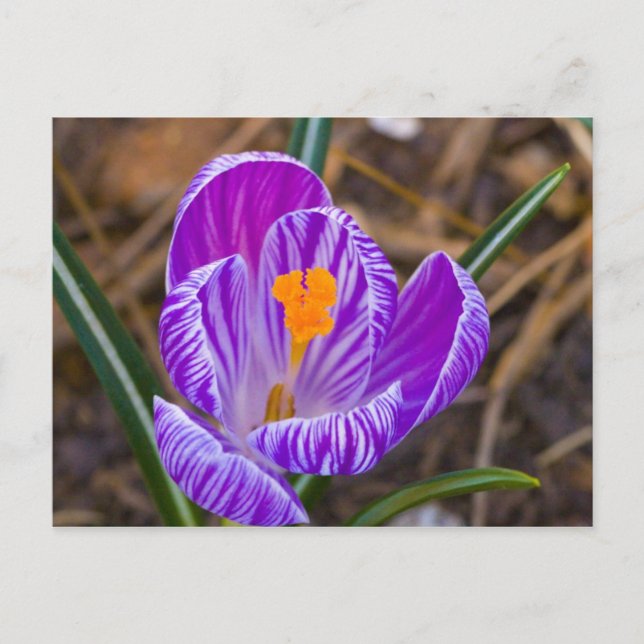 fat crocus postcard (Front)