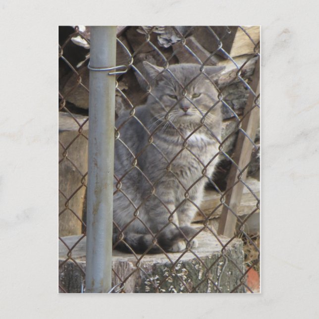 Fat Gray Cat 1 Postcard (Front)