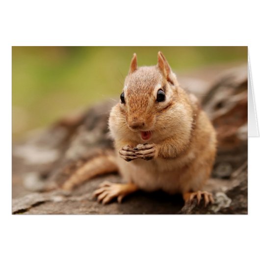 Fat & Happy Chipmunk Cards (Front Horizontal)