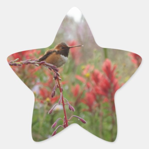 Fat little bird star sticker
