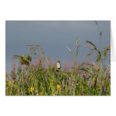 Fat little Hummingbird (Front Horizontal)
