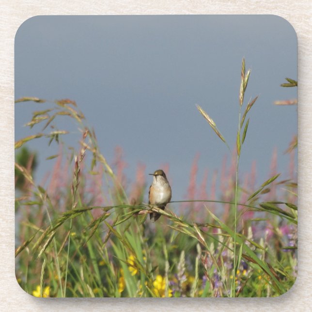 Fat little Hummingbird Beverage Coaster (Front)