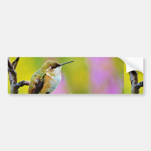 Fat little  Hummingbird Bumper Sticker