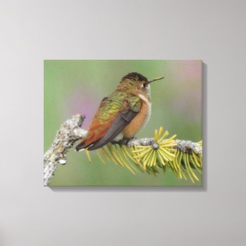 Fat little Hummingbird Canvas Print