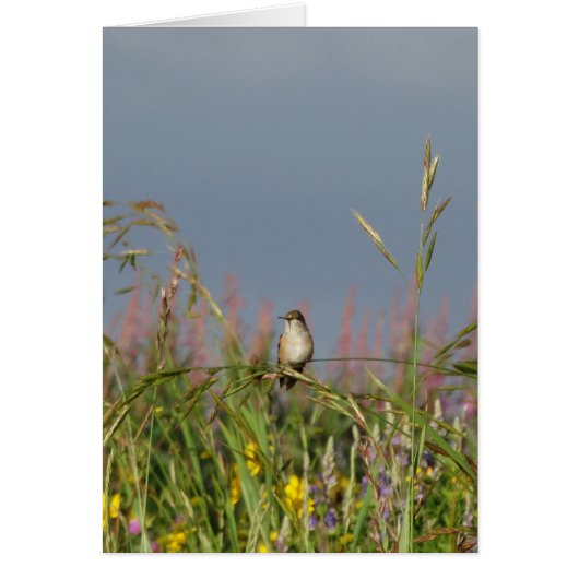 Fat little Hummingbird Cards (Front)