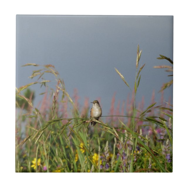 Fat little Hummingbird Ceramic Tile (Front)
