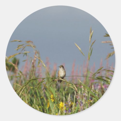 Fat little Hummingbird Classic Round Sticker