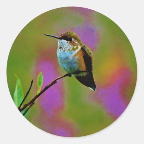 Fat little Hummingbird Classic Round Sticker