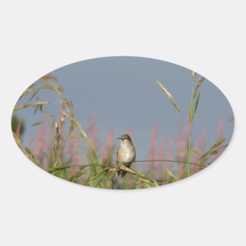 Fat little Hummingbird Oval Sticker