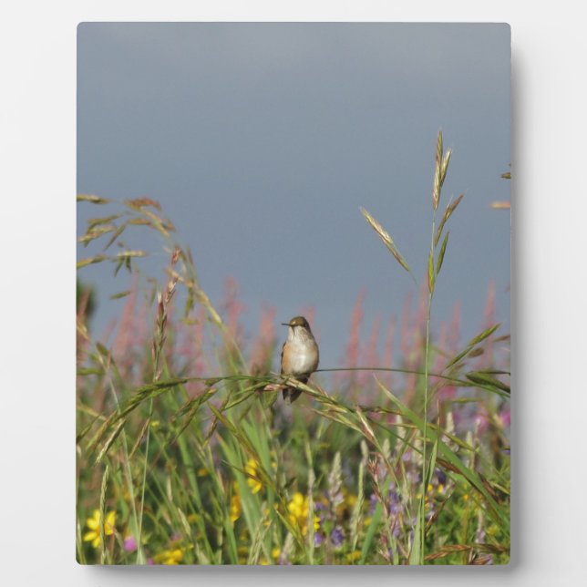 Fat little Hummingbird Plaque (Front)