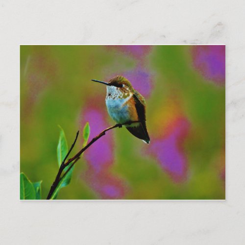 Fat little Hummingbird Postcard