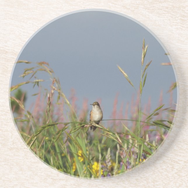 Fat little Hummingbird Sandstone Coaster (Front)