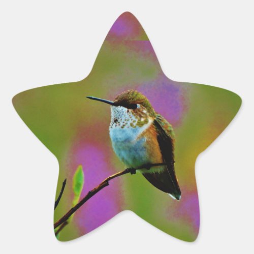 Fat little Hummingbird Star Sticker