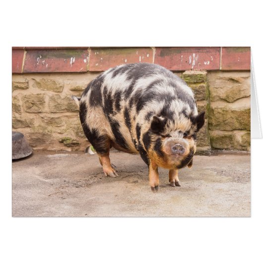 Fat pig cards (Front Horizontal)