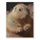 Fat Prairie Dog Temporary Tattoos