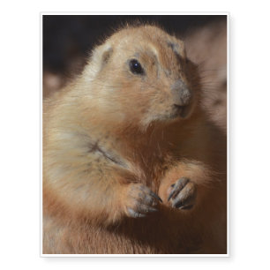 Fat Prairie Dog Temporary Tattoos