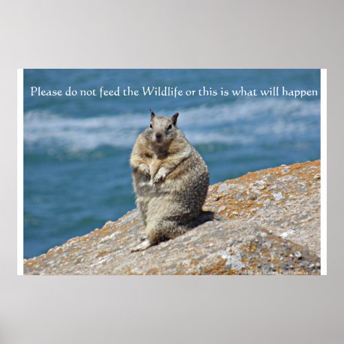 Fat Squirrel do not feed wildlife poster