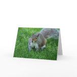 Fat Squirrel  Greeting Card