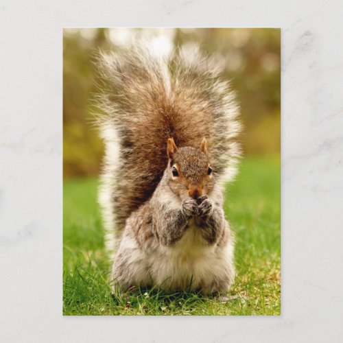 Fat Squirrel Postcard