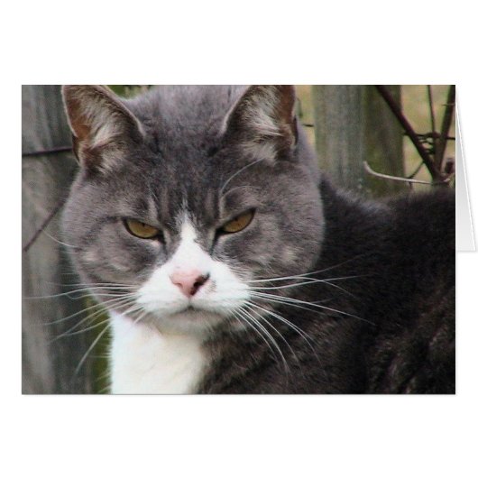 Fat Tabby GRUMPY (Front Horizontal)