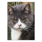 Fat Tabby GRUMPY (Front)